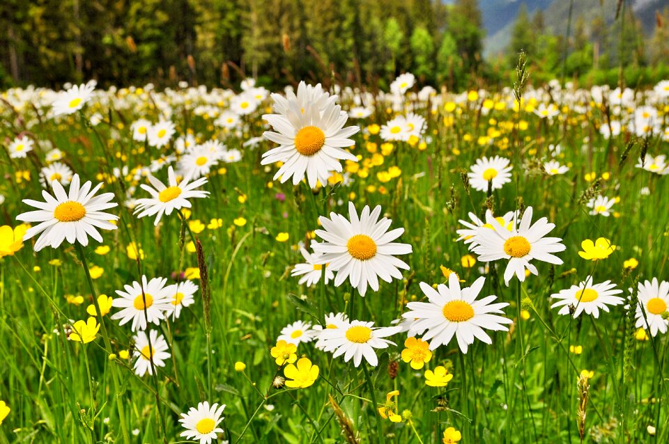 Flowers flowering meadow spring