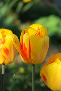 Flower tulip plant