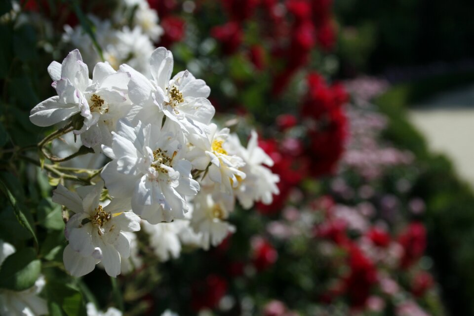 Nature romantic bloom