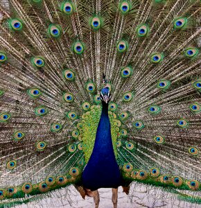 Wheel poultry peacock feathers photo
