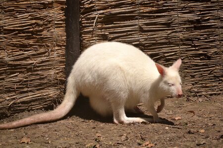Australia animals nature