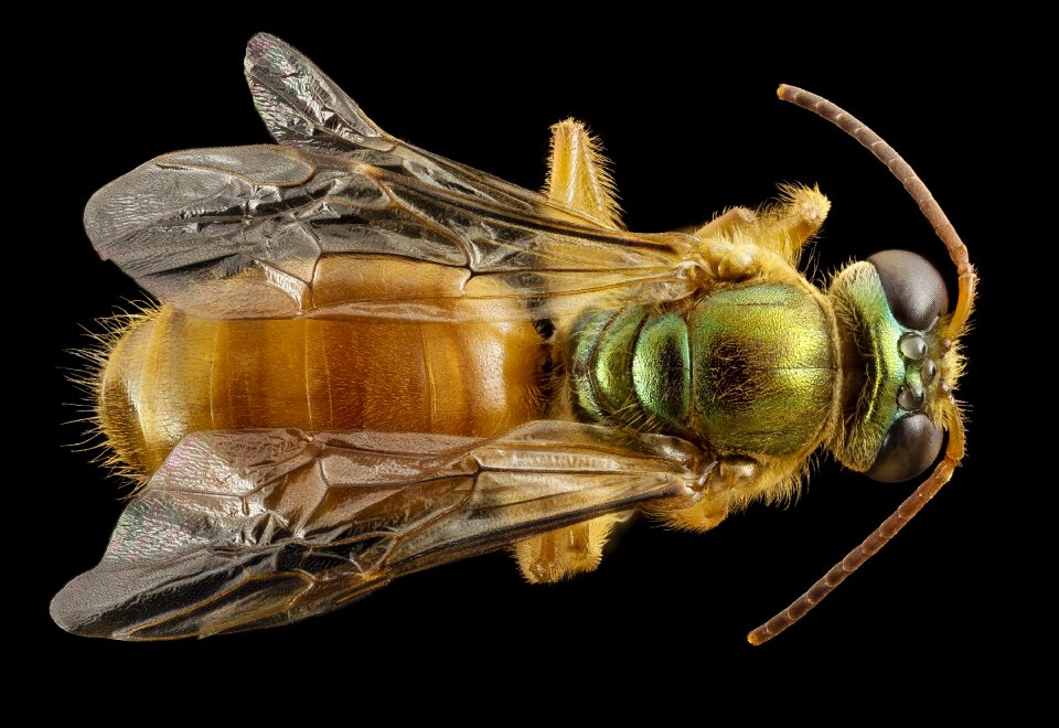 Insect close up wildlife photo