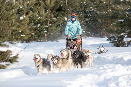 Husky sani Free photos