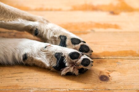 Print animal pet