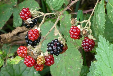 Food fruits healthy