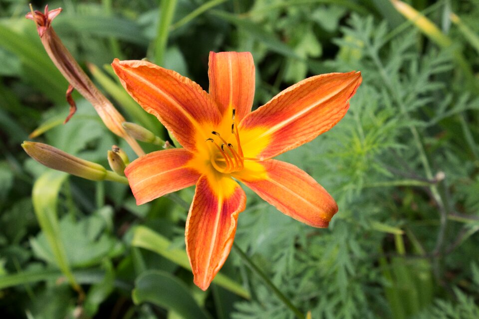 Spotted flower floral