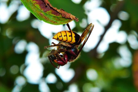 Bee food eating