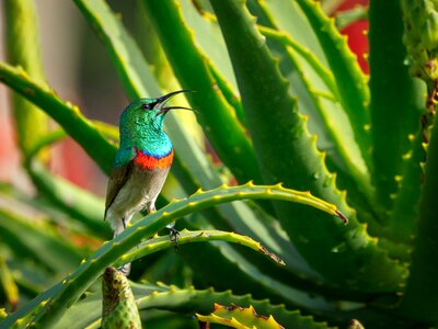 Hummingbird nature wildlife photo