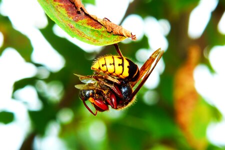 Bee food eating