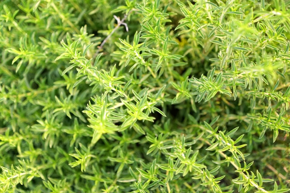 Plant nature savory