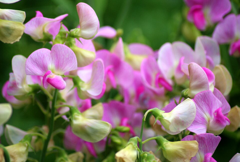 Pink flower lathyrus odoratus a garden plant