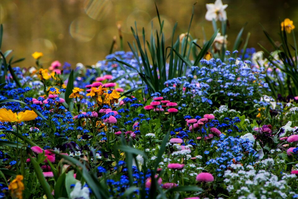 Garden flowers petal