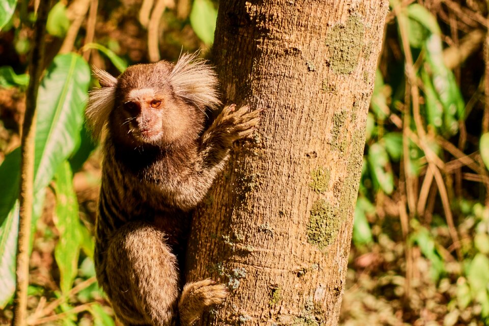 Krallenaffe nature marmosets