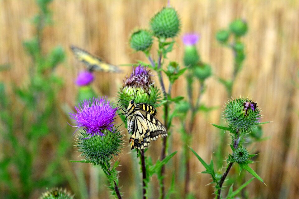 Summer nature wild flower