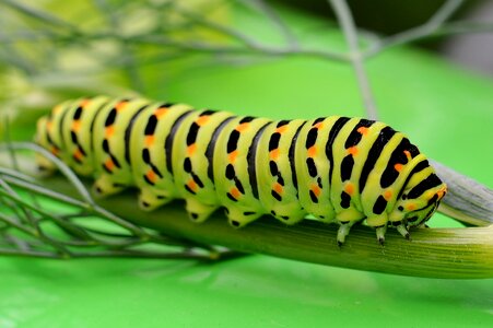 Caterpillar dovetail butterfly caterpillar photo