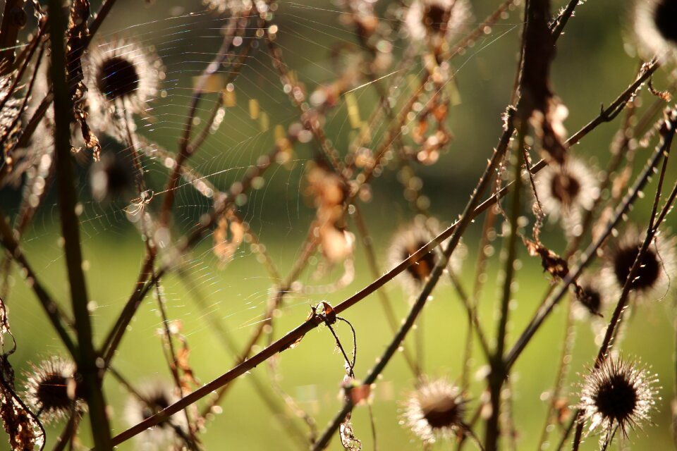 Cobweb spider nature