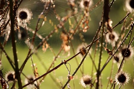 Cobweb spider nature