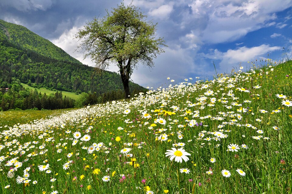 Flowers spring flower meadow