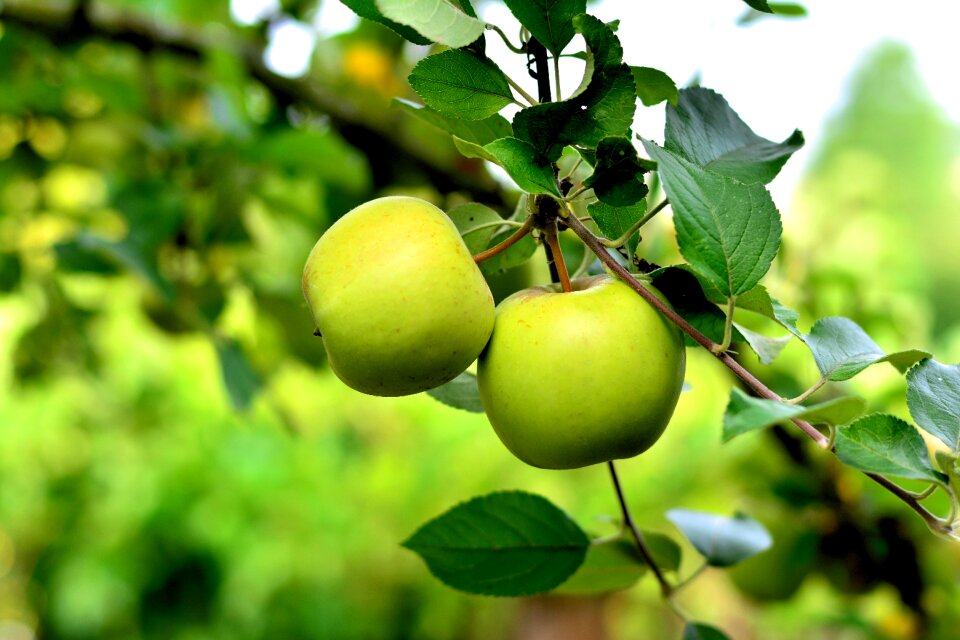 Fruit healthy harvest