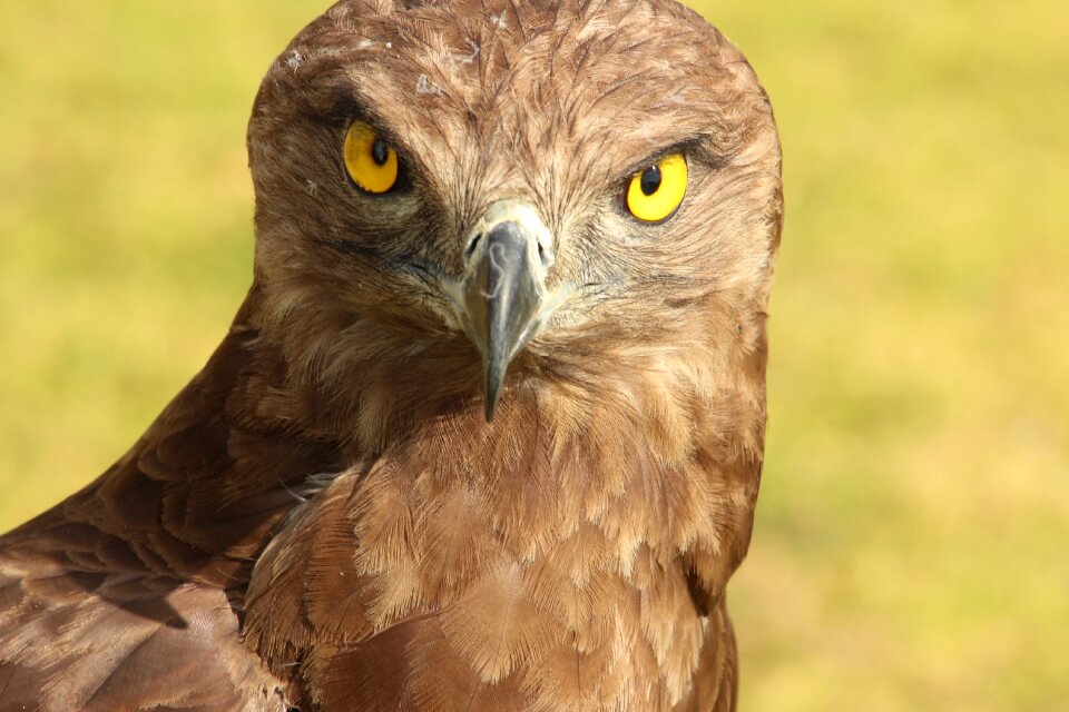 Brown beak nature