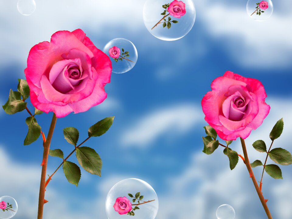 Flower nature flourishing