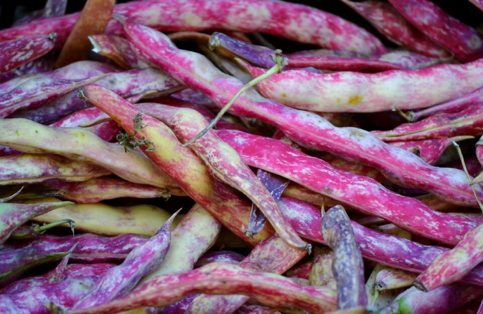 Purple vegetable fresh