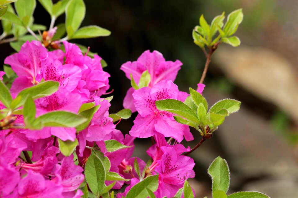 Bloom flowers shrub