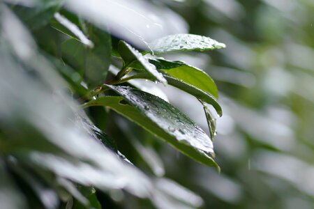 Drop wet purity