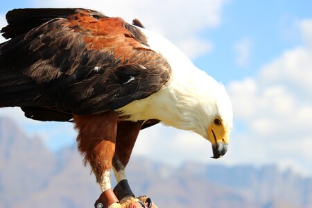 Raptor eagle ornithology
