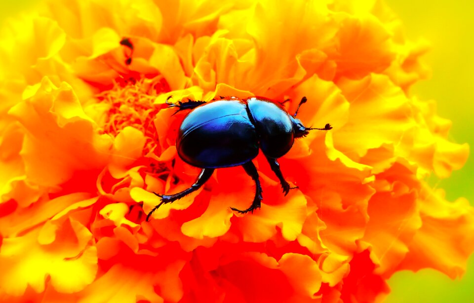 Turkish the beetles animals
