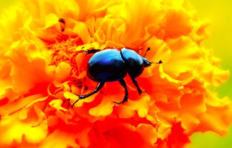 Turkish the beetles animals