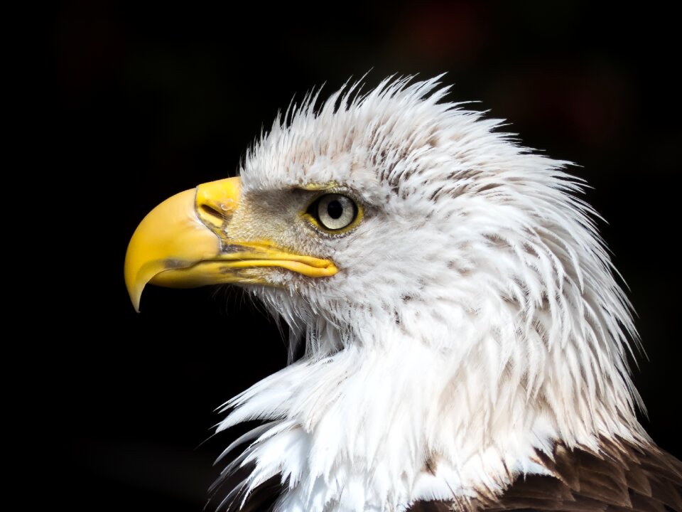Heraldic animal coat of arms of bird raptor