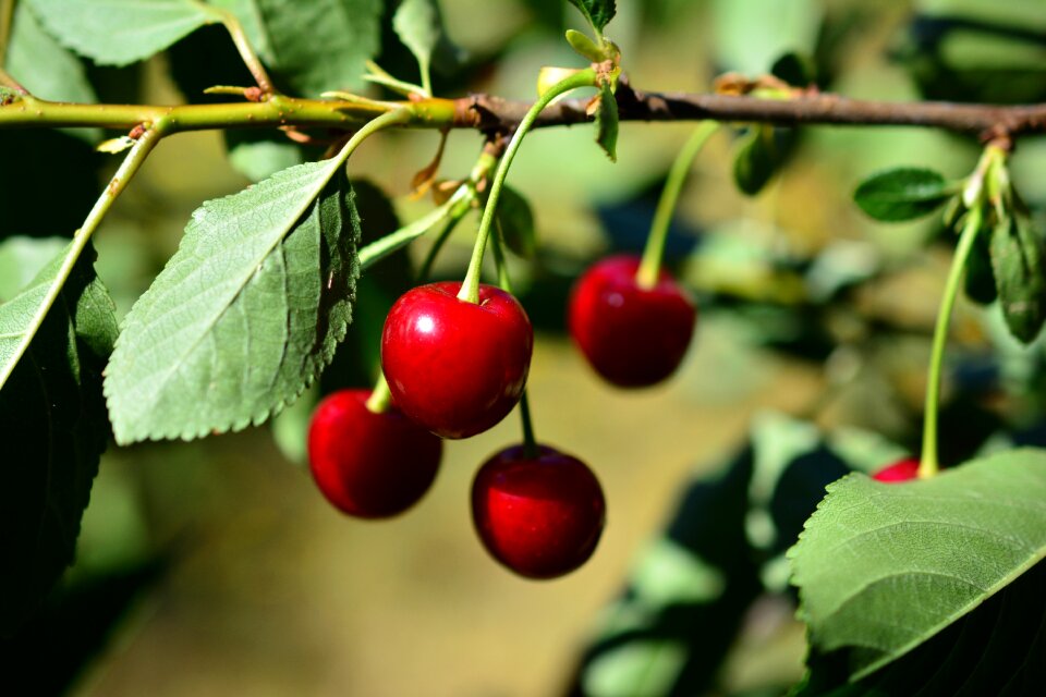 Fruit tree ripe cherry harvest