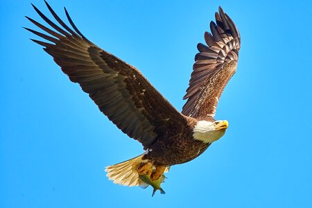 Usa feather bird