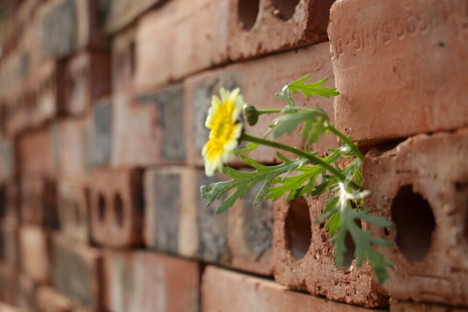Flower brick nature