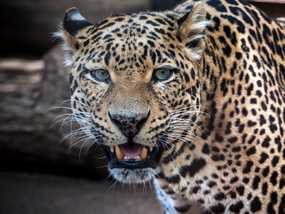 Predator cat nature