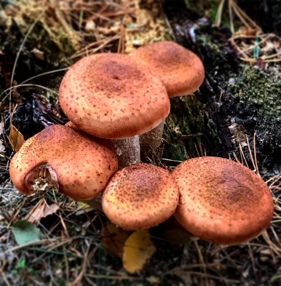 Beautiful mushroom grass