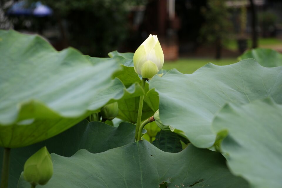 Lotus flower pond