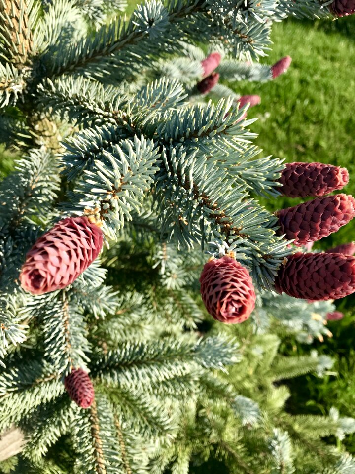 Evergreen tree spring spring awakening