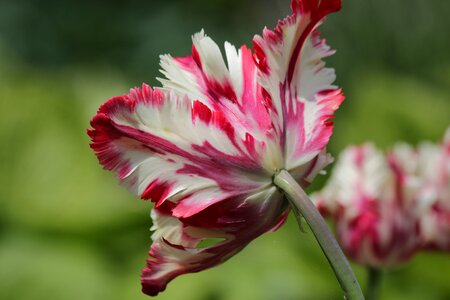 Flower spring beauty