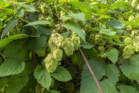 Nature climber plant hops fruits