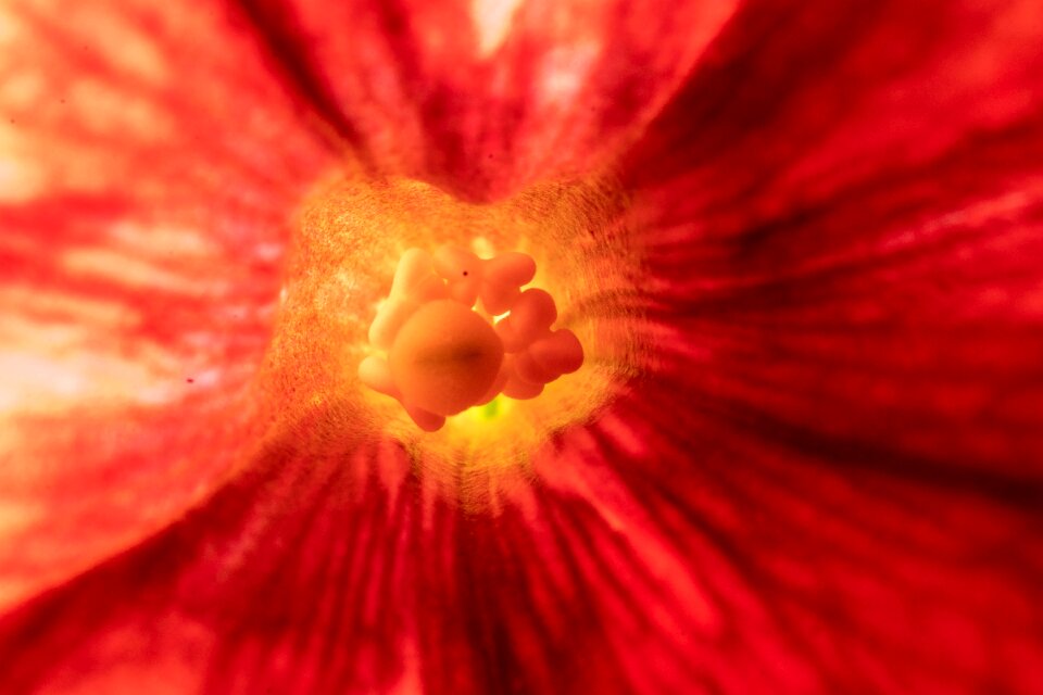 Blossom bloom flower