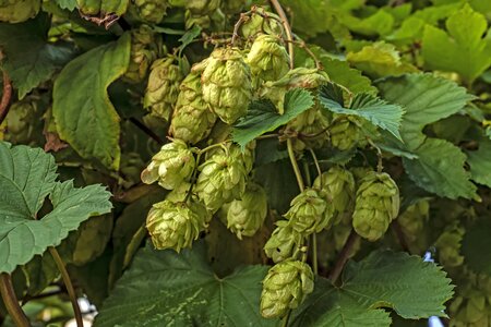 Nature climber plant hops fruits