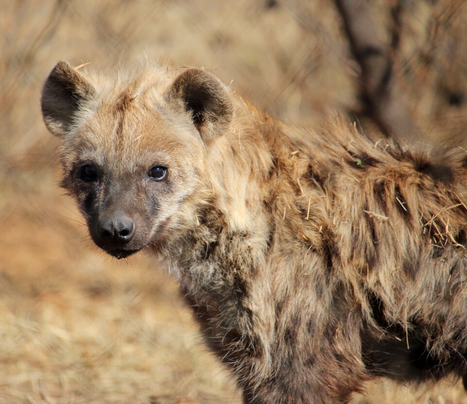 Nature safari carnivore photo