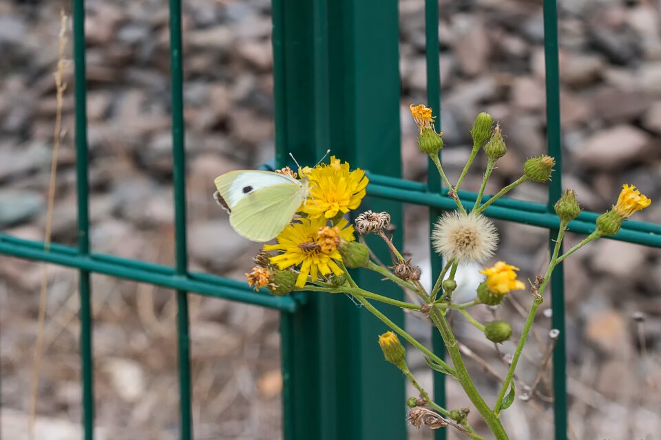 Flower summer railway embankment