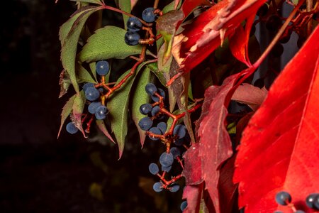Colorful autumn colours nature