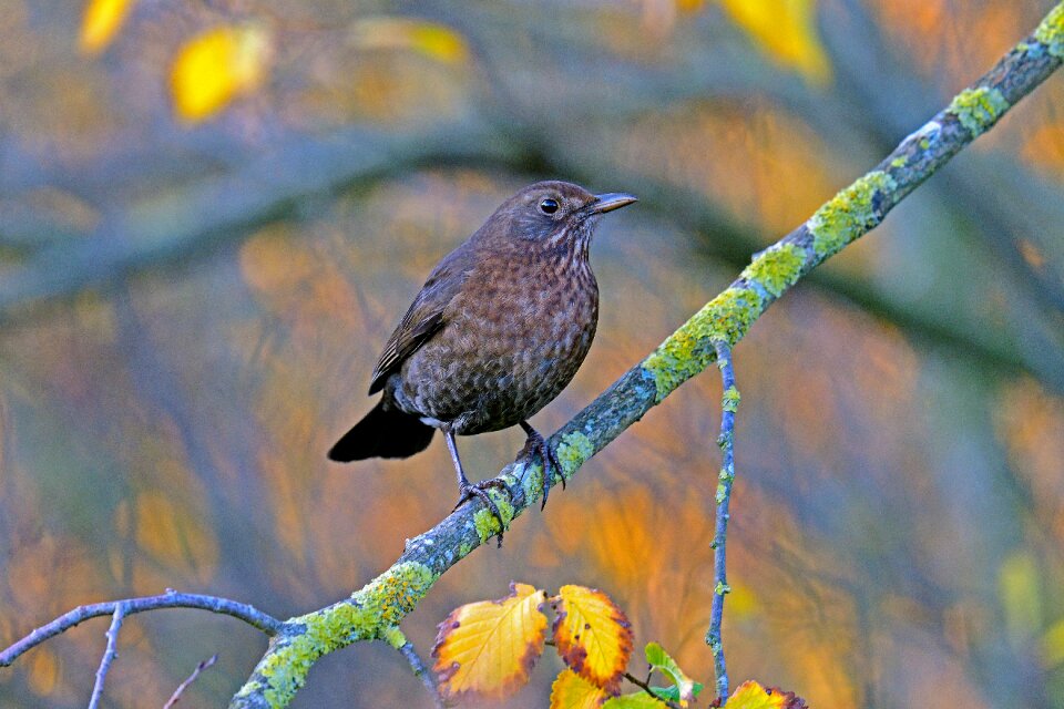 Songbird garden bird nature