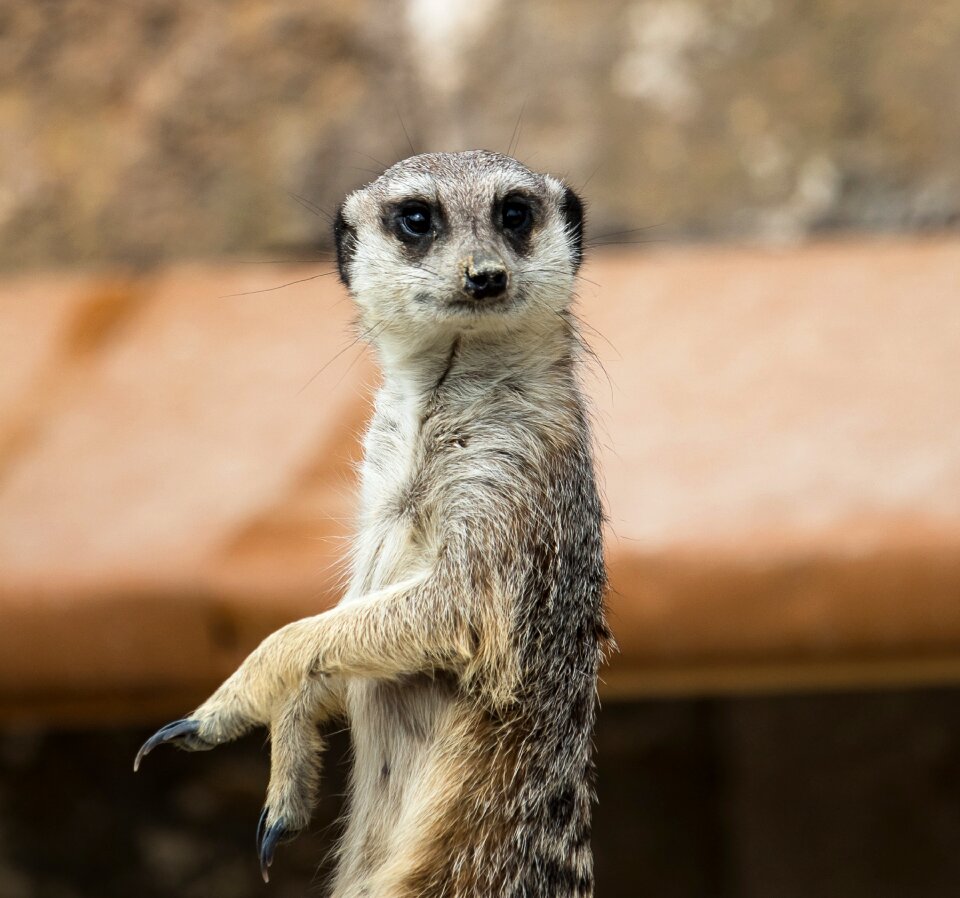 Nature animal world attention