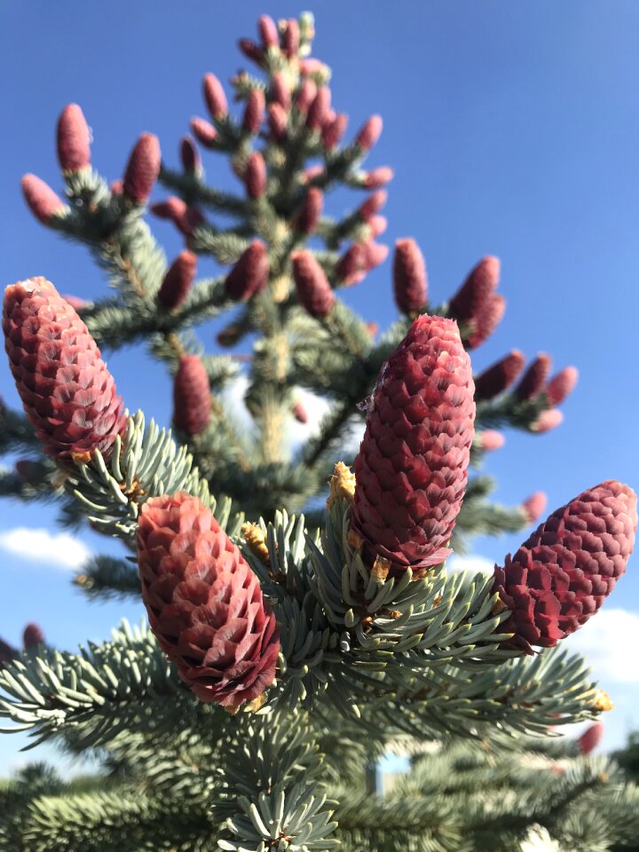 Conifer evergreen tree plant