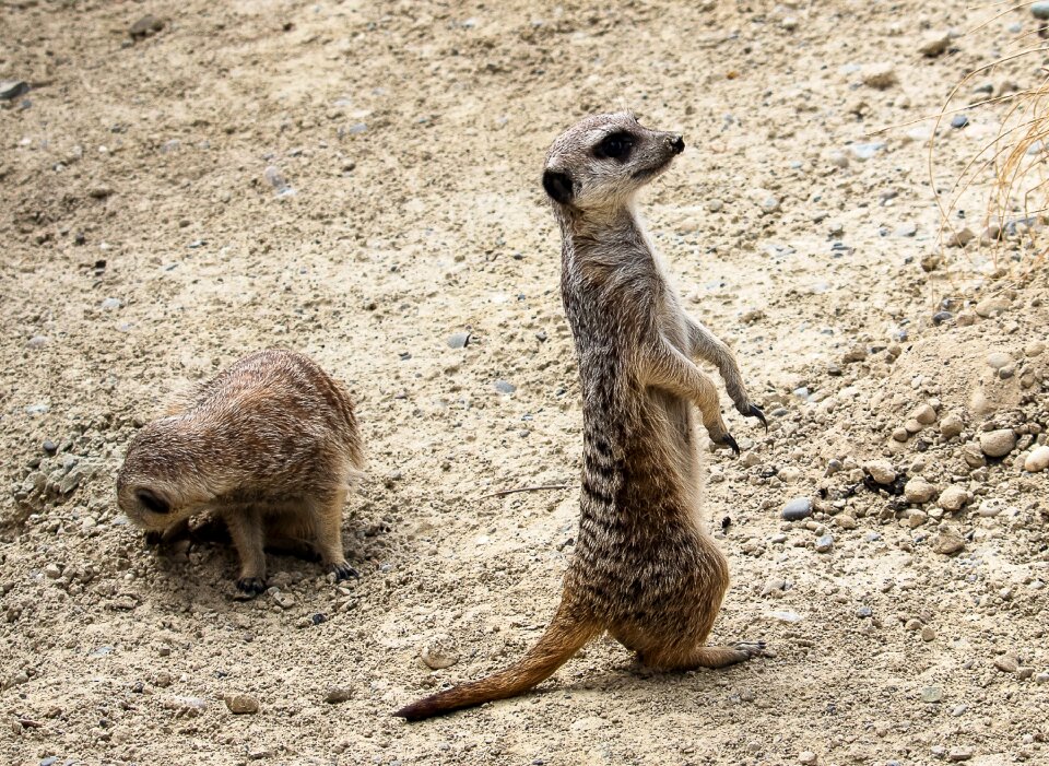 Nature animal world attention